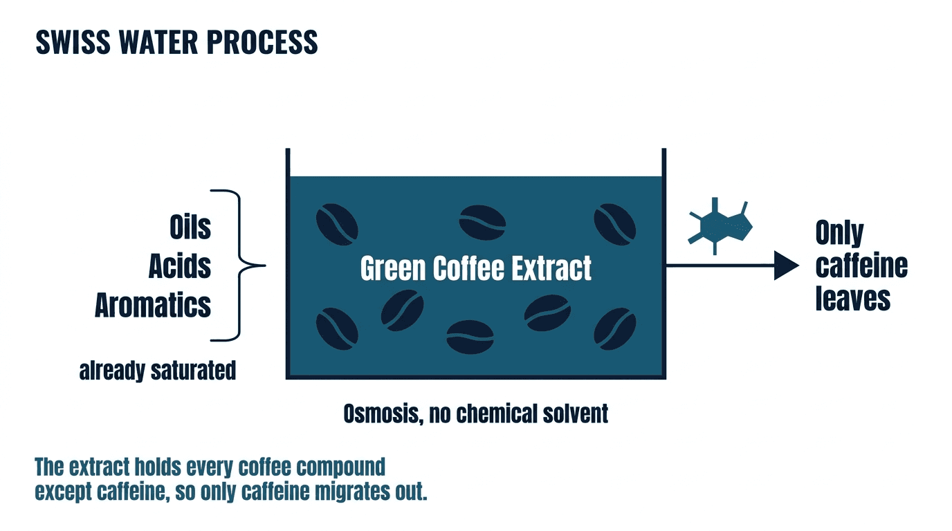 Diagram of the Swiss Water Process: Green Coffee Extract holds oils, acids, and aromatics, already saturated, so only caffeine leaves the beans through osmosis.